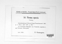 Phoma spuria image